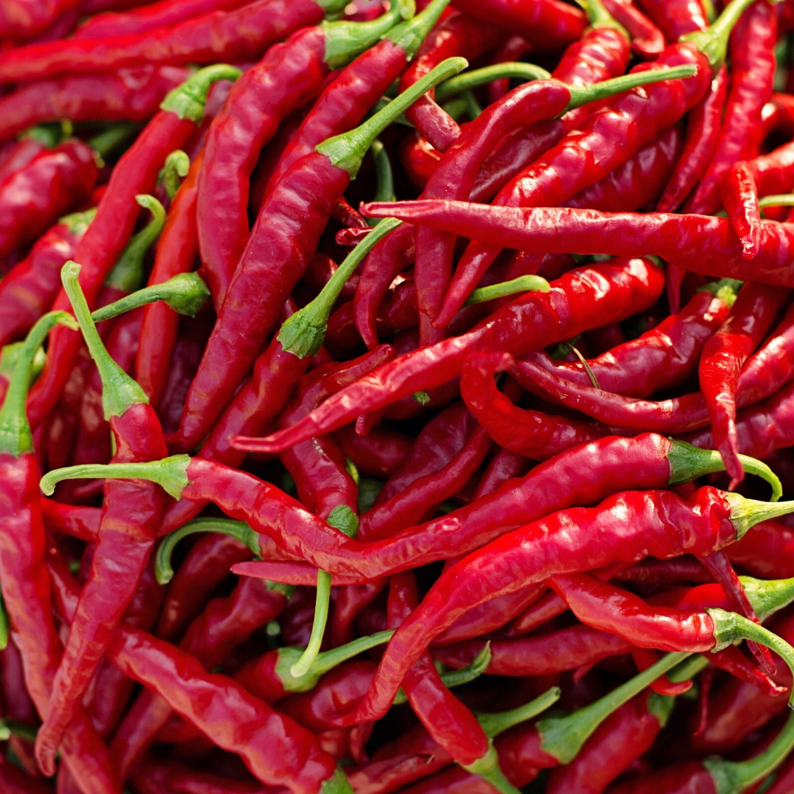 Cayenne Thin Pepper Seeds, Red Hot, Non-GMO, Spicy & Productive, Free Shipping