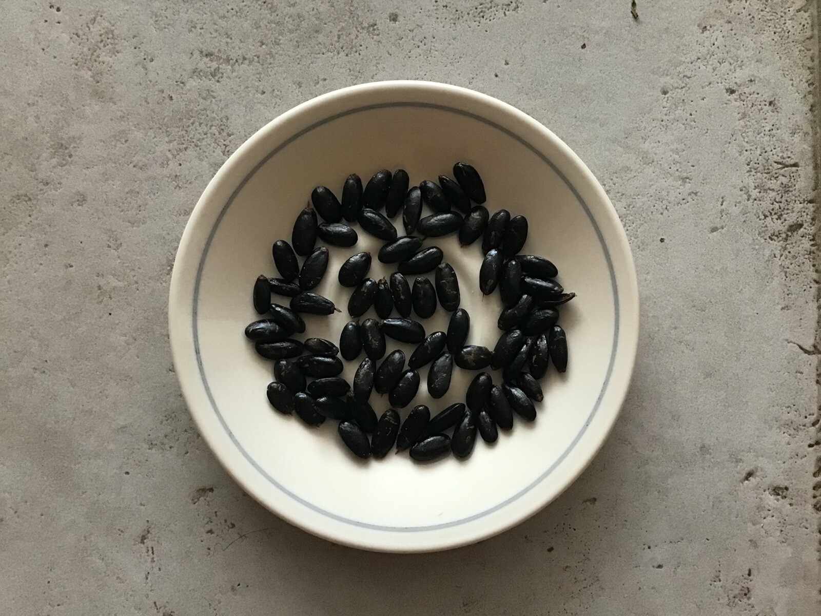 12 Seeds Organic Extra Large Sugar-Apple Custard-Apple Sweetsop Annona squamosa