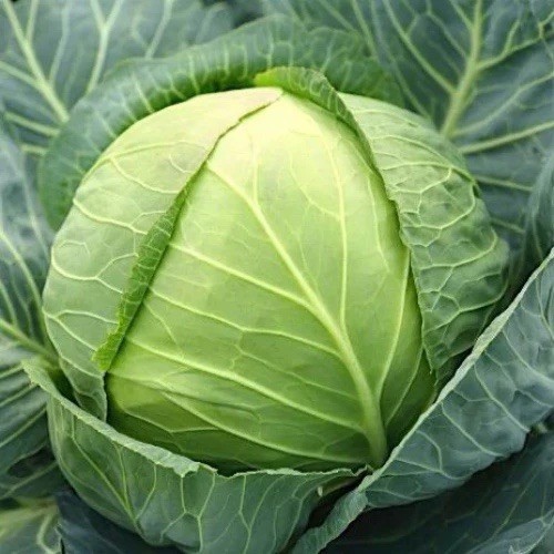 500+ Cabbage Seeds – All Seasons Cabbage, culinary VEGETABLE, Non-GMO, Heirloom