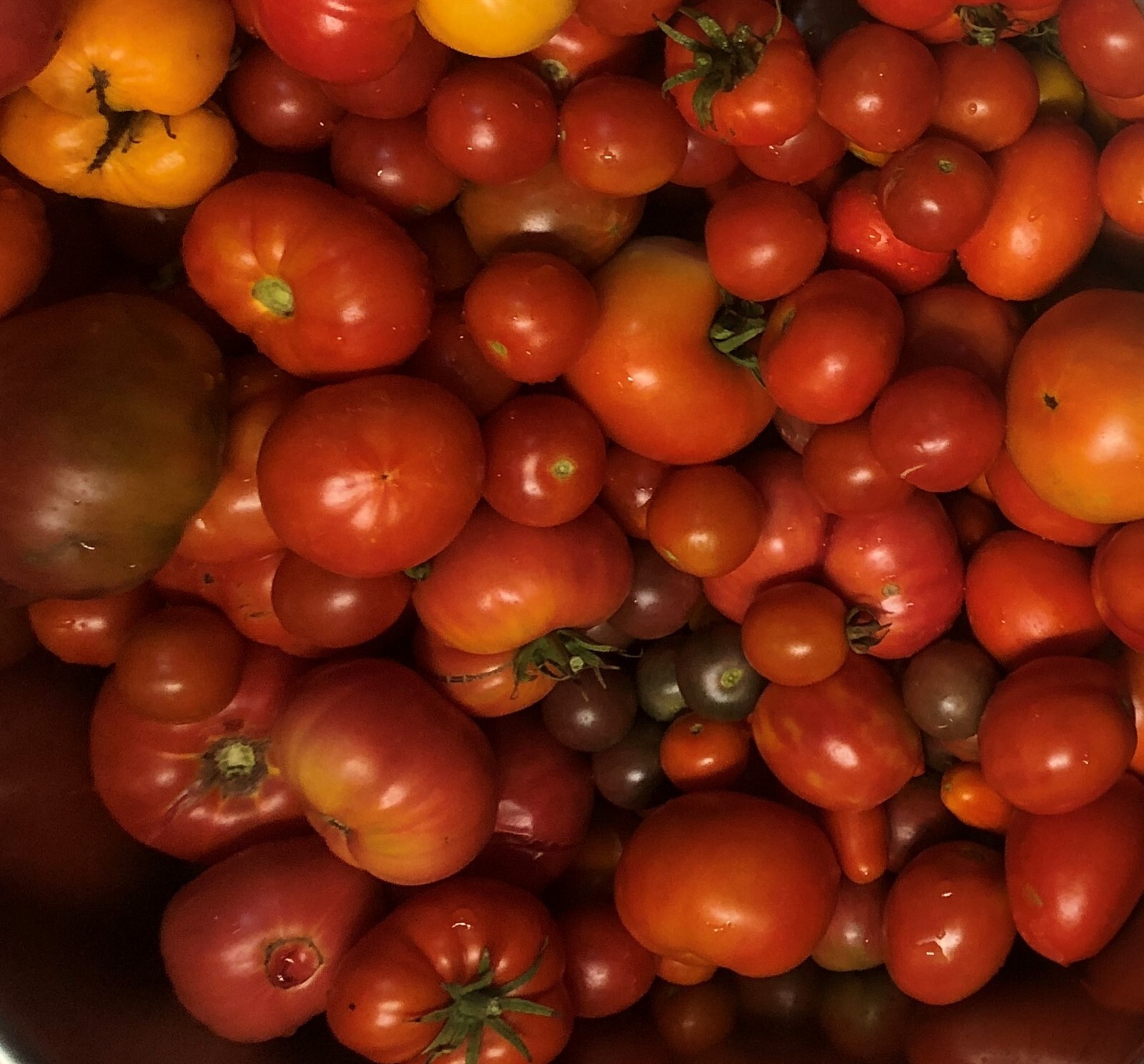 27 Varieties Organic Non-GMO Heirloom Tomatoes, 10/25/50/100 Seeds FREE SHIPPING