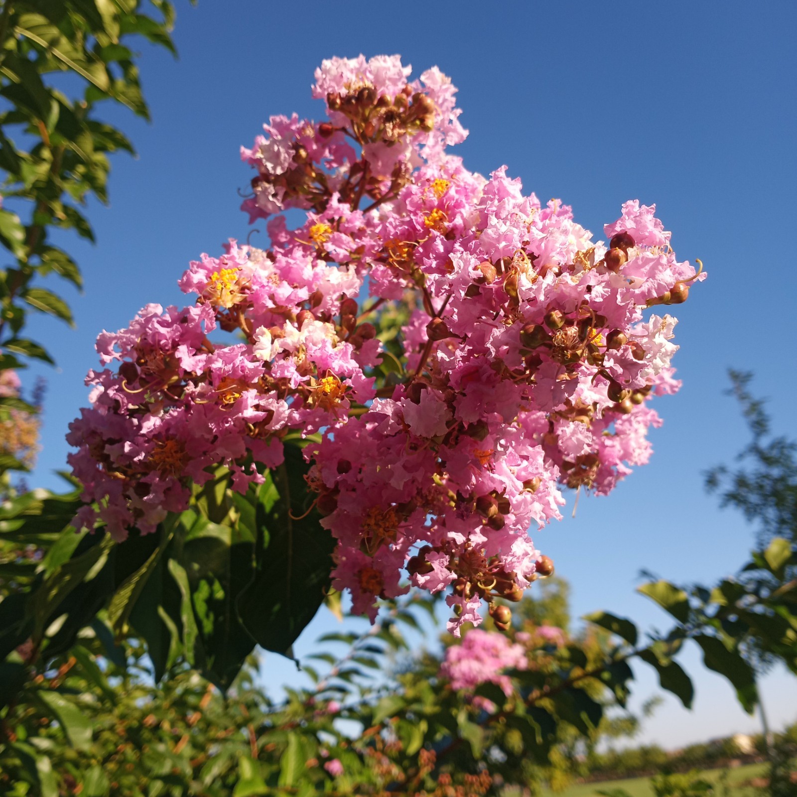 25 EXOTIC CRAPE MYRTLE SEEDS Dwarf Tree – White with Pink Frosting USA SELLER
