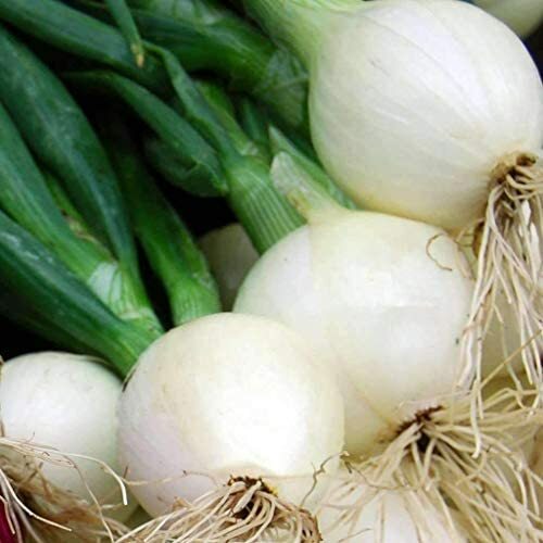 Crystal White Wax Onion Seeds | Non-GMO | Free Shipping | Seed Store | 1069