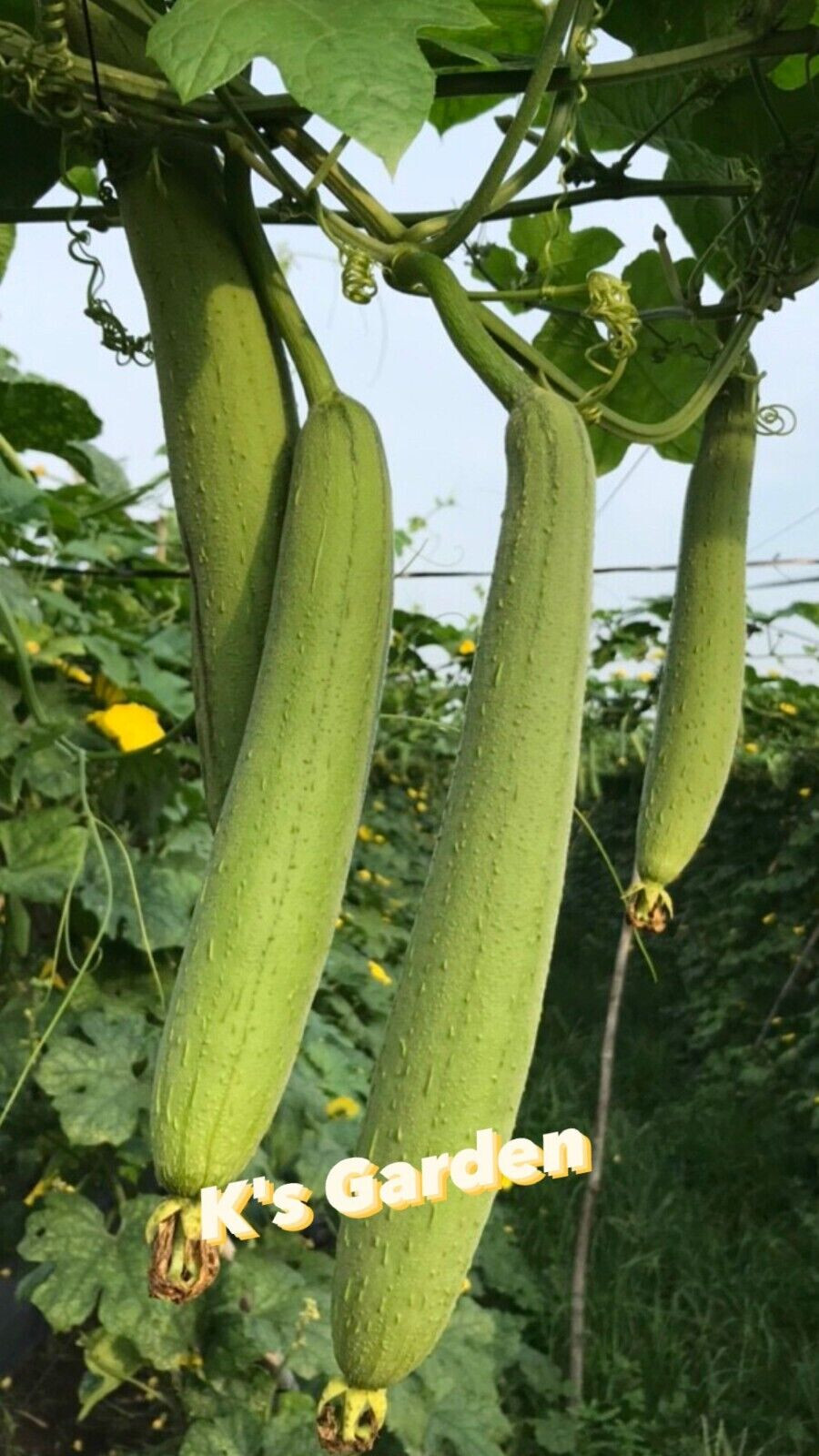 10 PCS – ASIAN EDIBLE LUFFA, SMOOTH SPONGE GOURD SEEDS, HẠT MƯỚP HƯƠNG