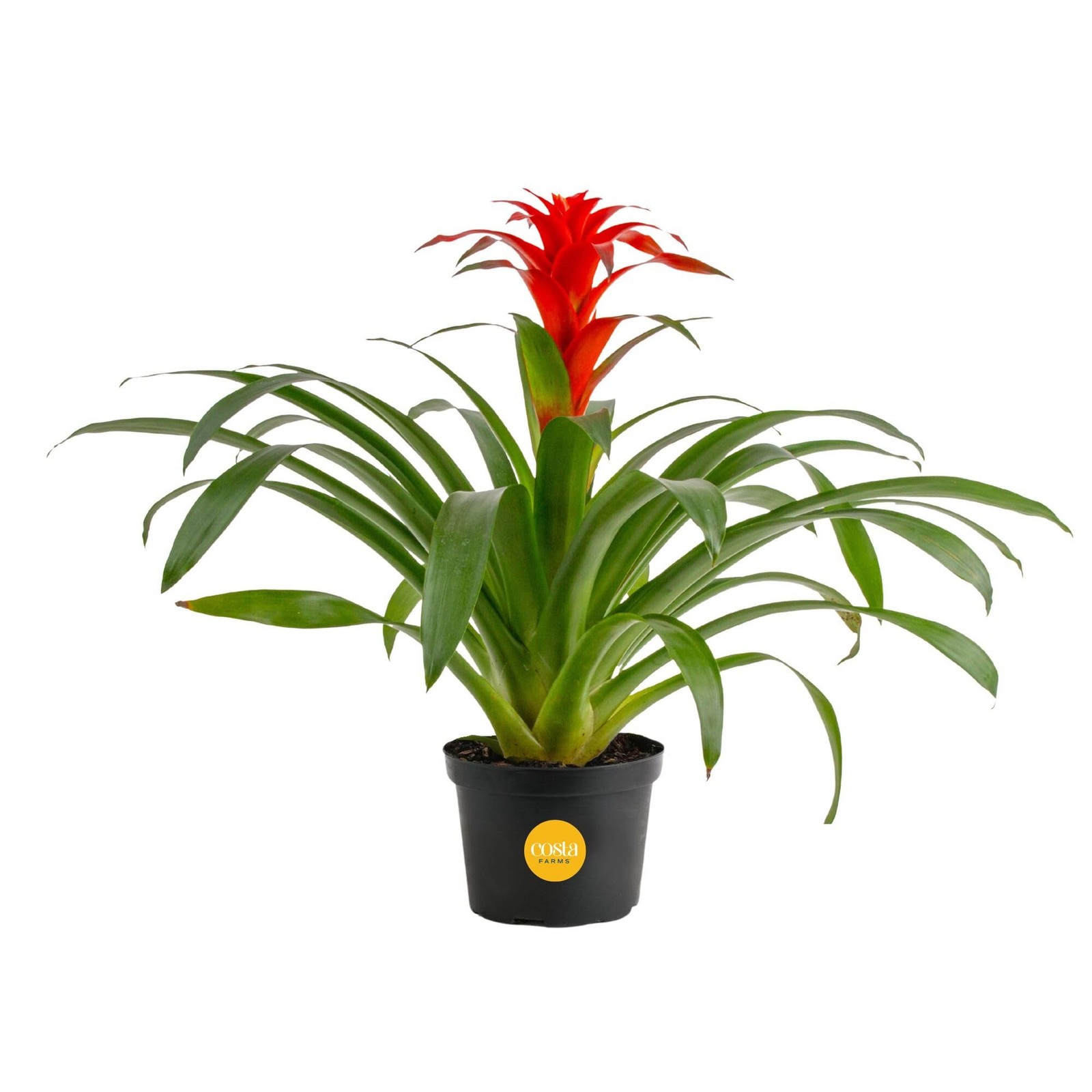 Costa Farms Bromeliad Live Plant | Blooming Flowers, 20Inches Tall | Live Ind…