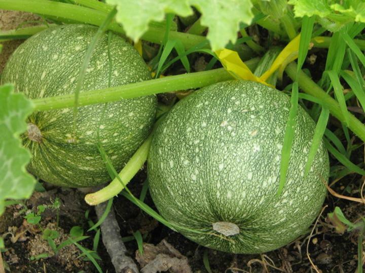 Round Zucchini Squash Seed, NON GMO – Heirloom, FUN FAVORITE IN KITCHEN & GARDEN