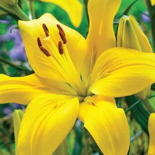 3 YELLOW COUNTY Asiatic Lily Live Flower Bulbs * ATTRACTS BUTTERFLIES