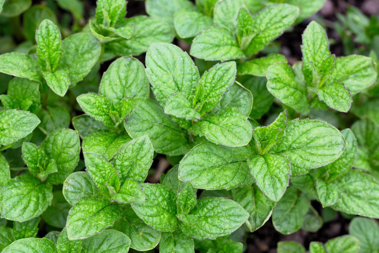 250 PEPPERMINT MINT Mentha Piperita Herb Flower Seeds
