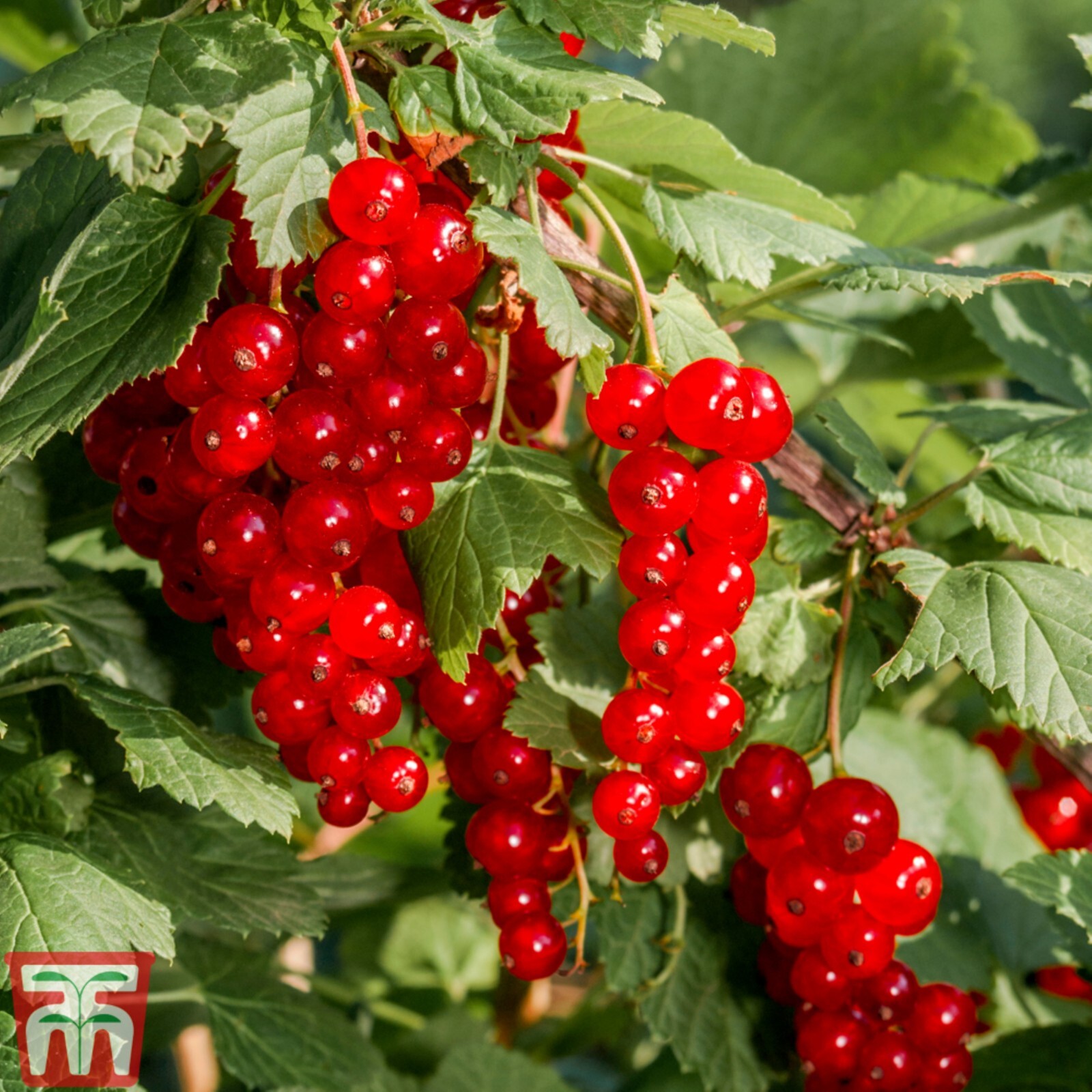 Laxton’s #1 Red Currant, 1 rooted plant 2-4″ tall, 1 year old Bare Root