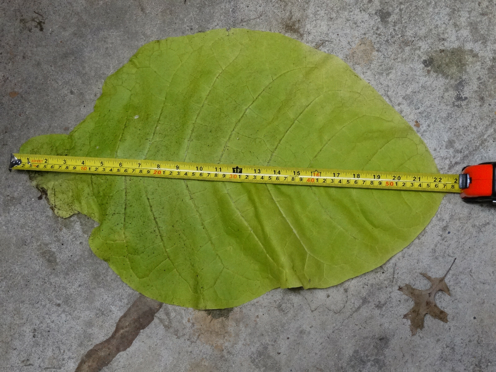 VERY RARE HARMANLI ORIENTAL AROMATIC TOBACCO 2000+ SEEDS 0.2GRAM FRESH 2023 CROP
