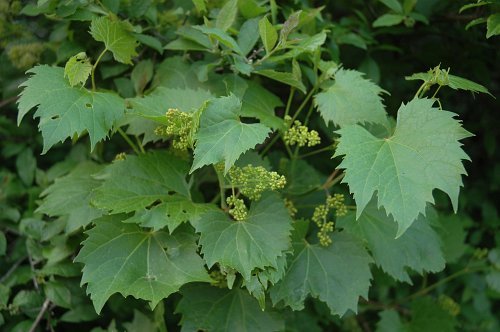 Riverbank Grape, Vitis riparia, Vine Seeds