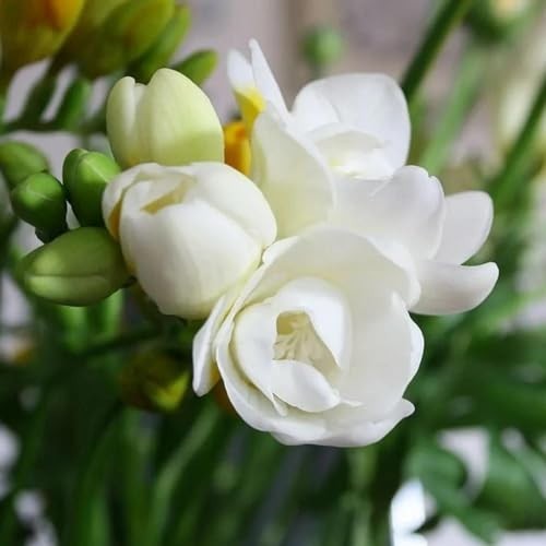 200+ Climbing Jasmine Flower Seeds | Non-GMO Fragrant Plant Seeds for Garde