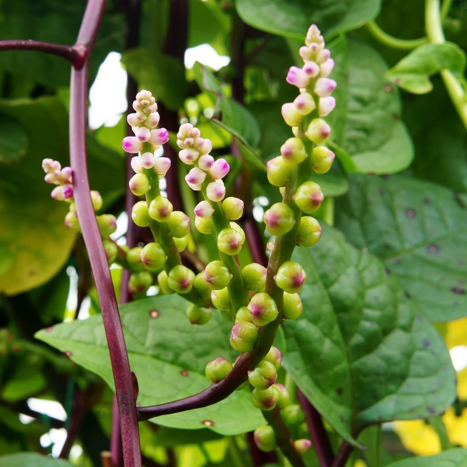 Basella Rubra Malabar Spinach Seeds – 100 Pcs. Perennial, Humid & Heat-Tolera…