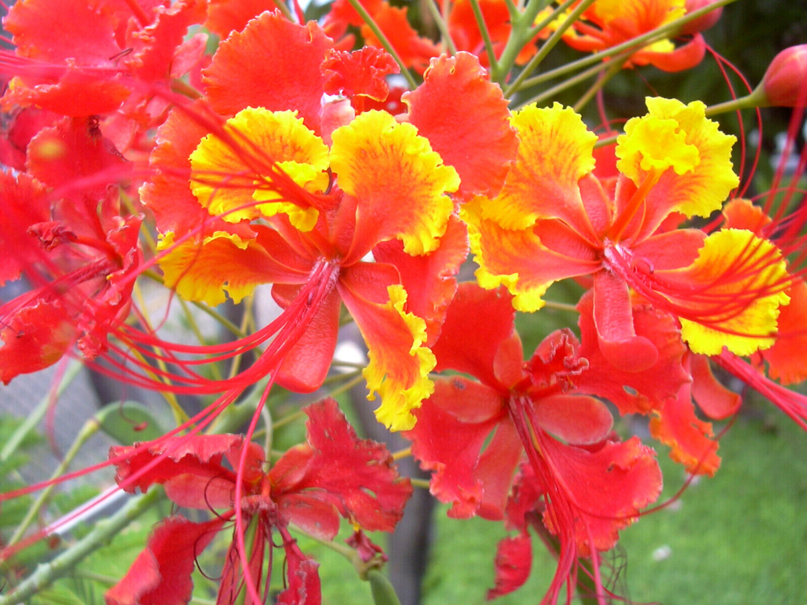 10 RED BIRD OF PARADISE Caesalpinia Pulcherrima Barbados Peacock Flower Seeds