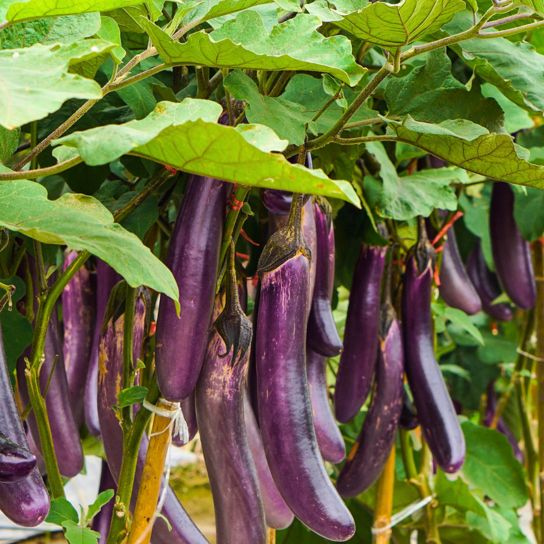 Fresh Chinese Eggplant Seeds | Ping Tung | Heirloom Non-GMO | Asian Vegetable