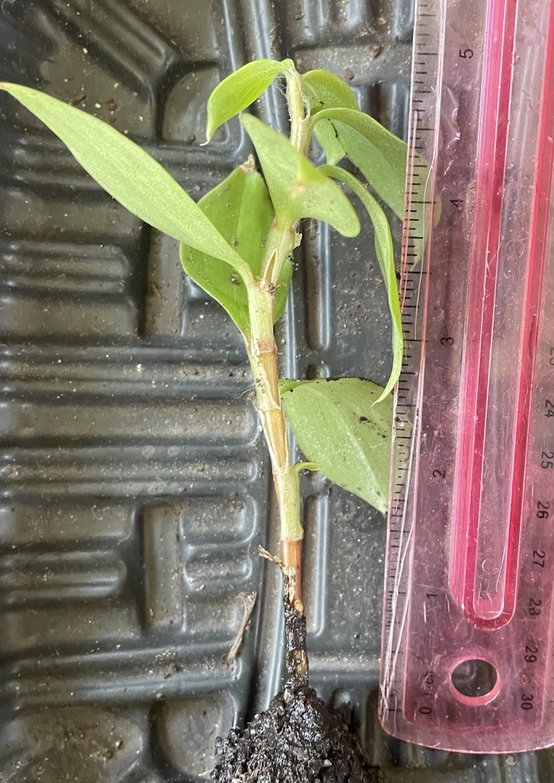 1 Well Rooted Insulin Plant /Fiery Costus / Spiral Flag