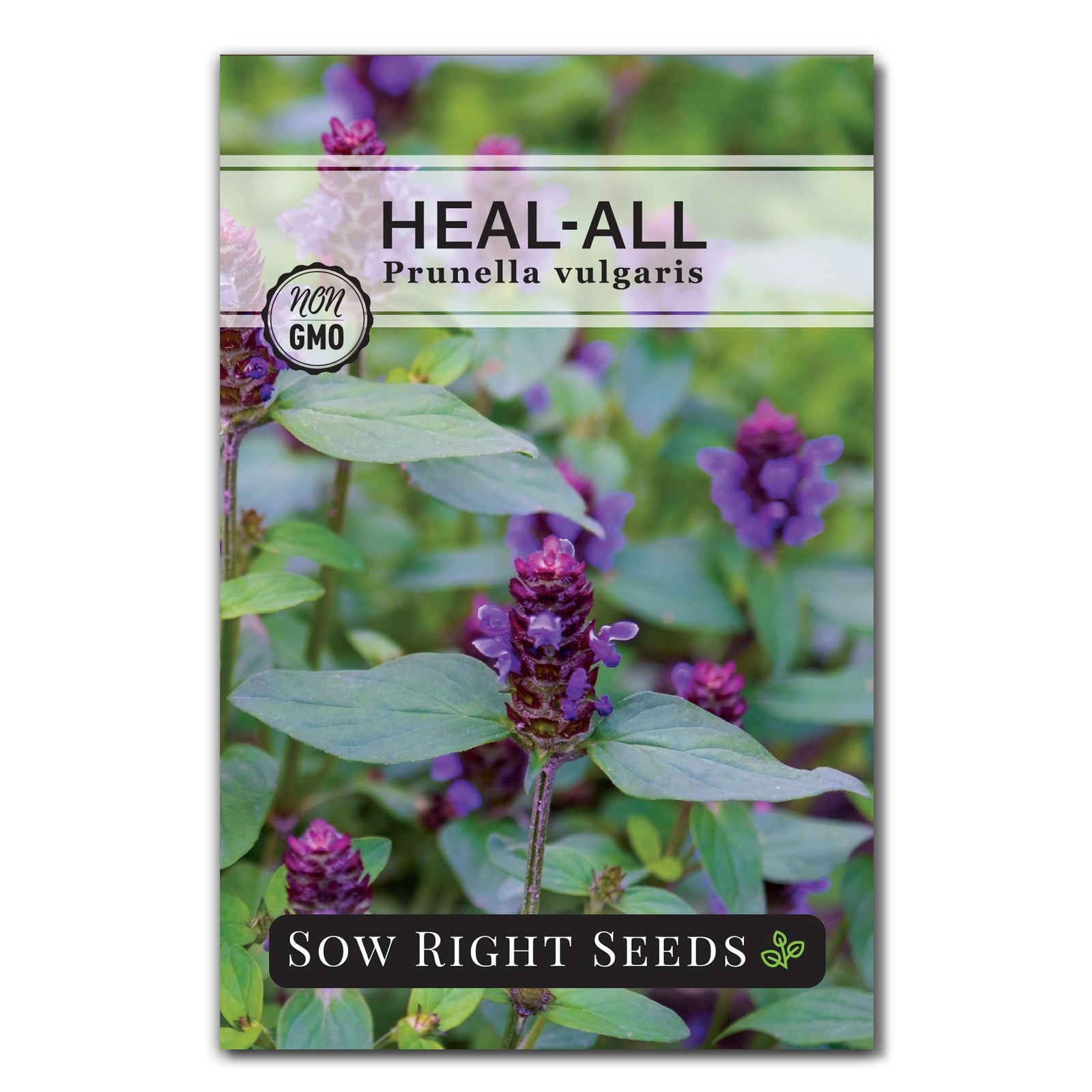 Heal All Seeds Prunella Vulgaris Medicinal Herb Non GMO Heirloom Pollinator Gard