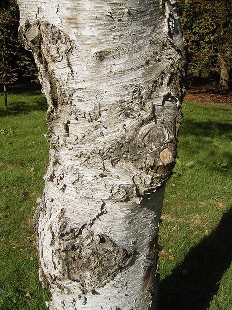 1-1000 PCS Japanese White Birch Tree Seeds Betula Platyphylla Japonica BS 0170