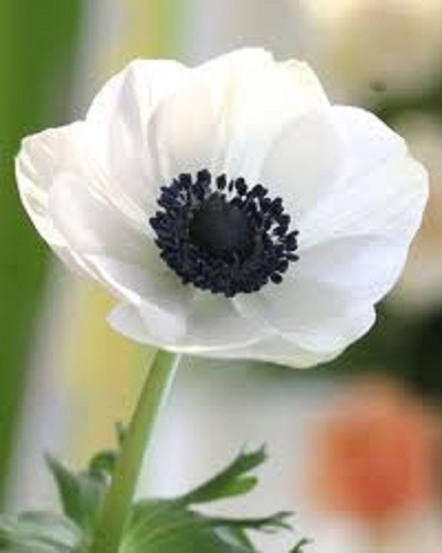 20+ White Anemone Flower Seeds / Perennial