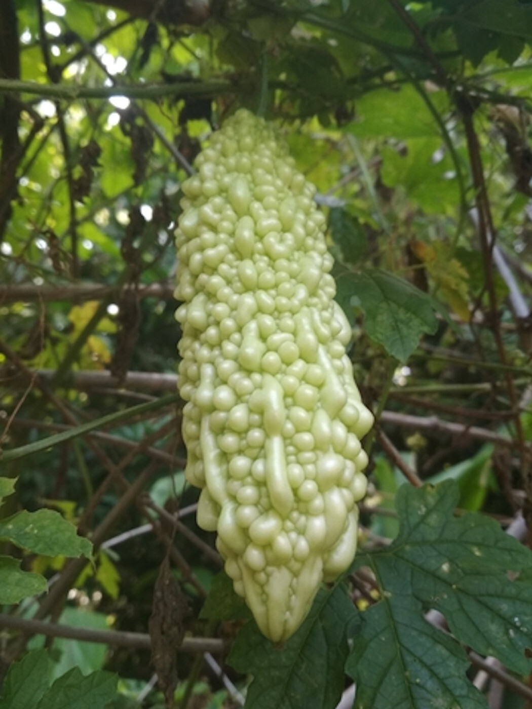 5 Seeds White Momordica charantia Seed Pack