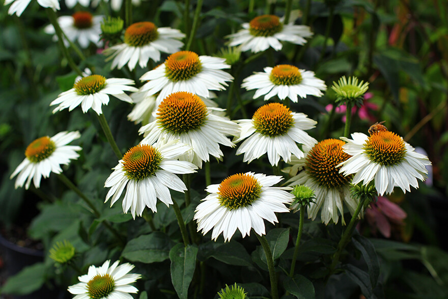 Pow Wow White Coneflower 30+ Seeds Echinacea Fresh From Our Farm!