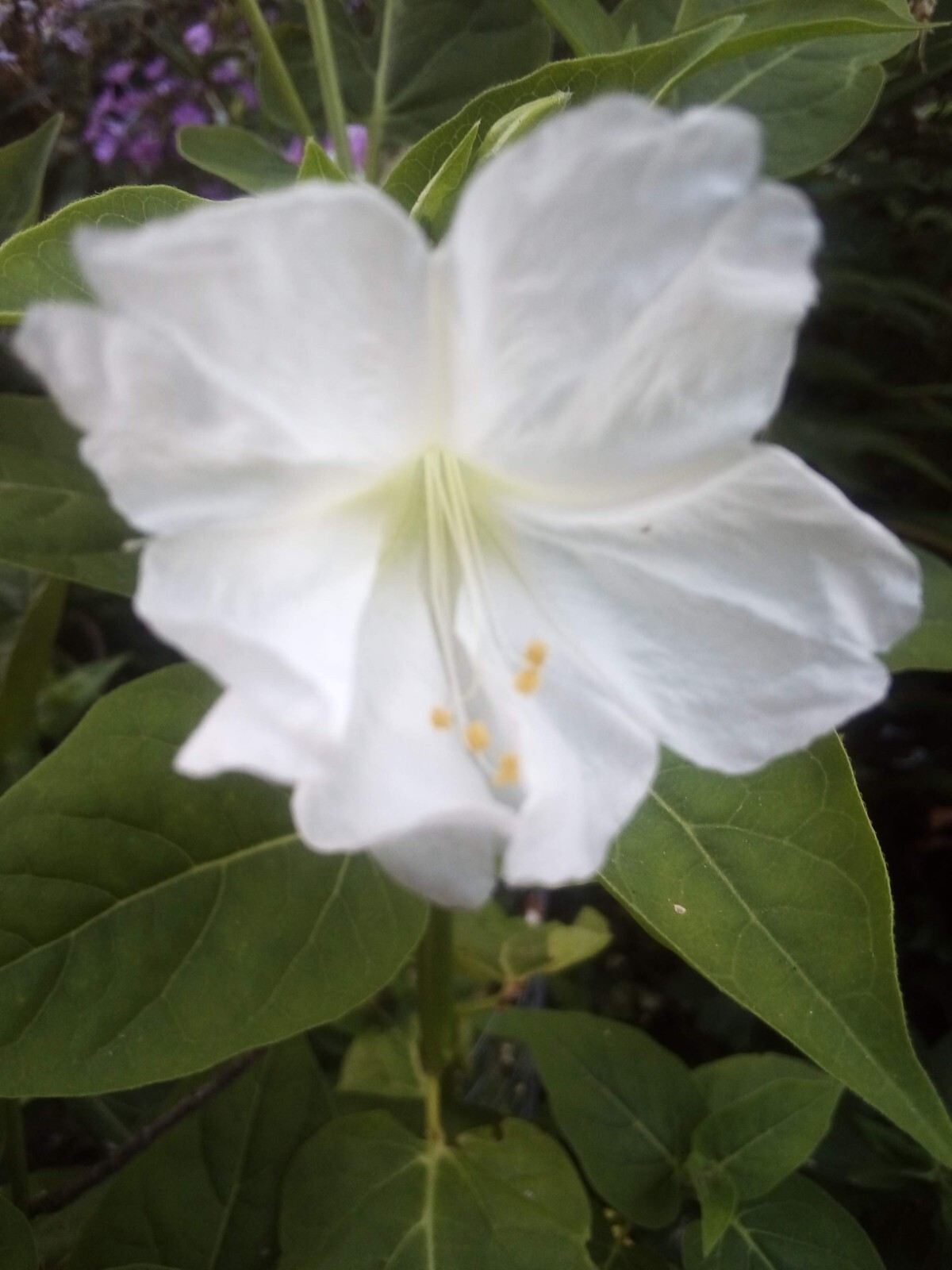 30 RED & 30 WHITE FOUR O’ CLOCK MIRABILIS JALAPA SEEDS