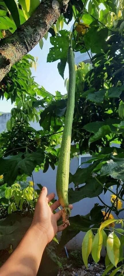 Luffa Gourd Seeds Loofah Mướp Siêu Dài 20ct And Mướp Béo Tứ Quý 5 Seeds Taiwan