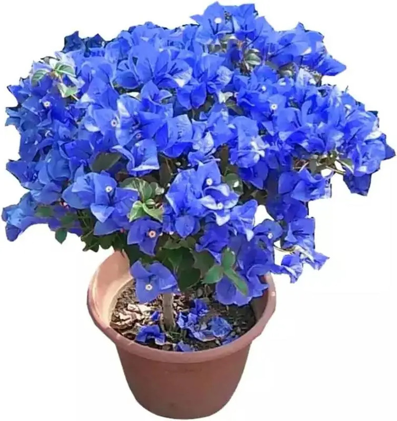 Multicolor Bougainvillea, Trangular Plum-South American Jasmine 50 Seeds , Strik