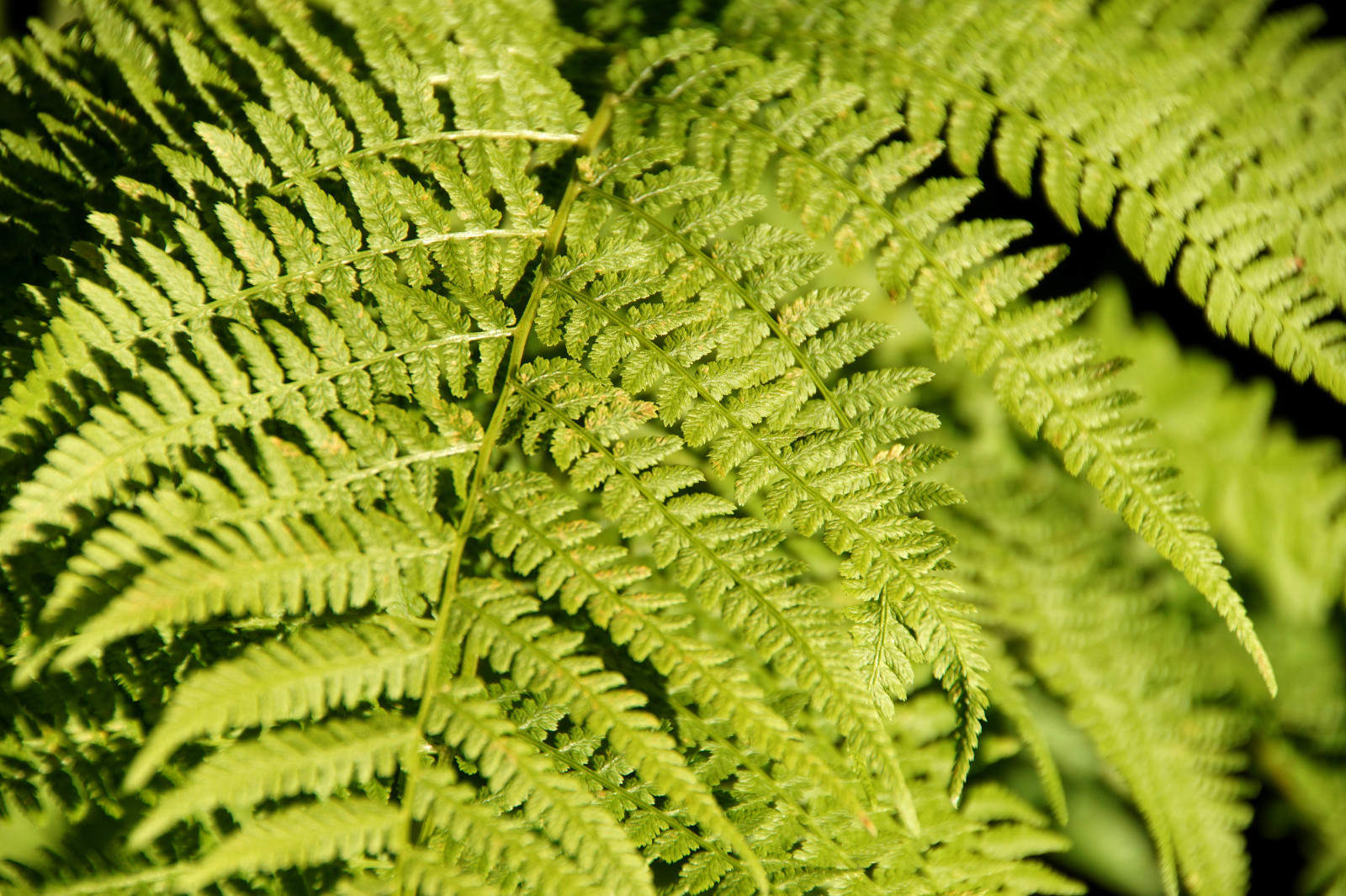 LADY FERN 1003 SPORES (SEEDS*) FILIX FEMINA, COLD HARDY, LARGE UP TO 3′ TALL