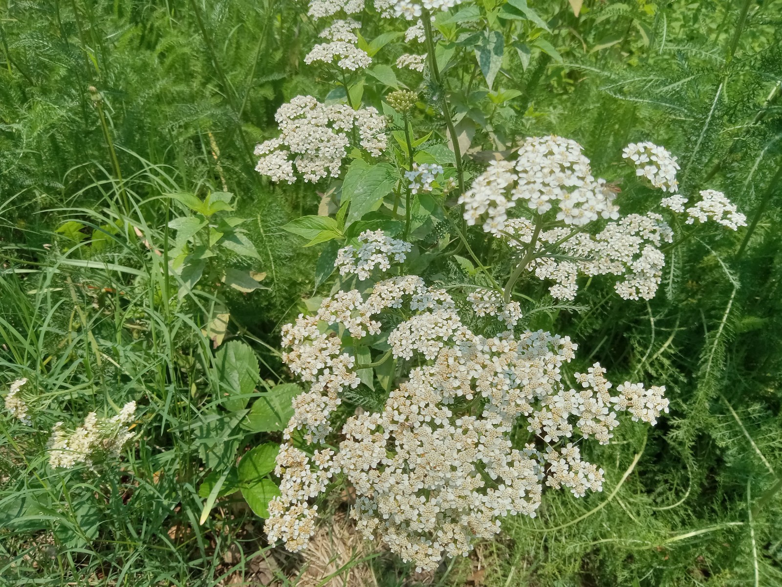 Yarrow Seeds 1000 White & Pink Achillea Millefolium Medicinal Mosquito Repellant