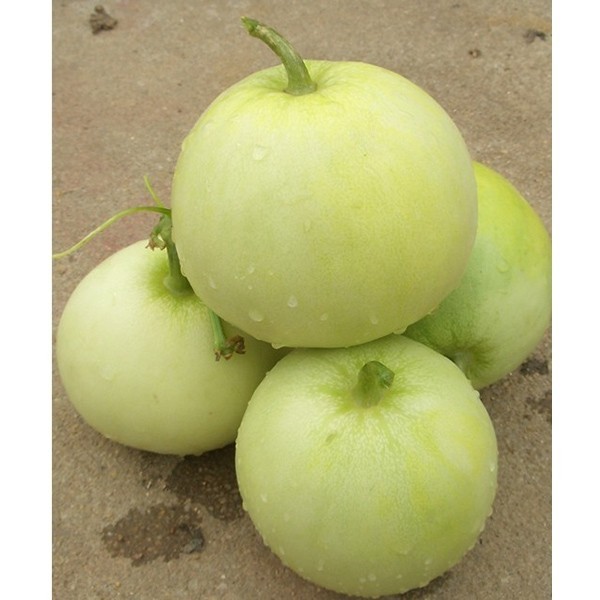 15 Sakata Sweet Melon Seeds, Heirloom, Non-GMO, Genuine USA