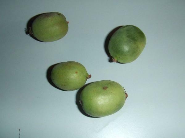 Actinidia arguta | Siberian or Dessert Kiwi | 100 Seeds