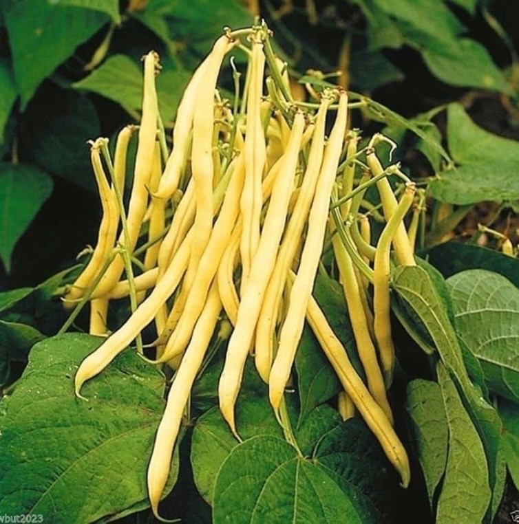 Top Notch Golden Wax Bush Bean – Fresh Seeds – Yellow/Stringless – Non-GMO, USA