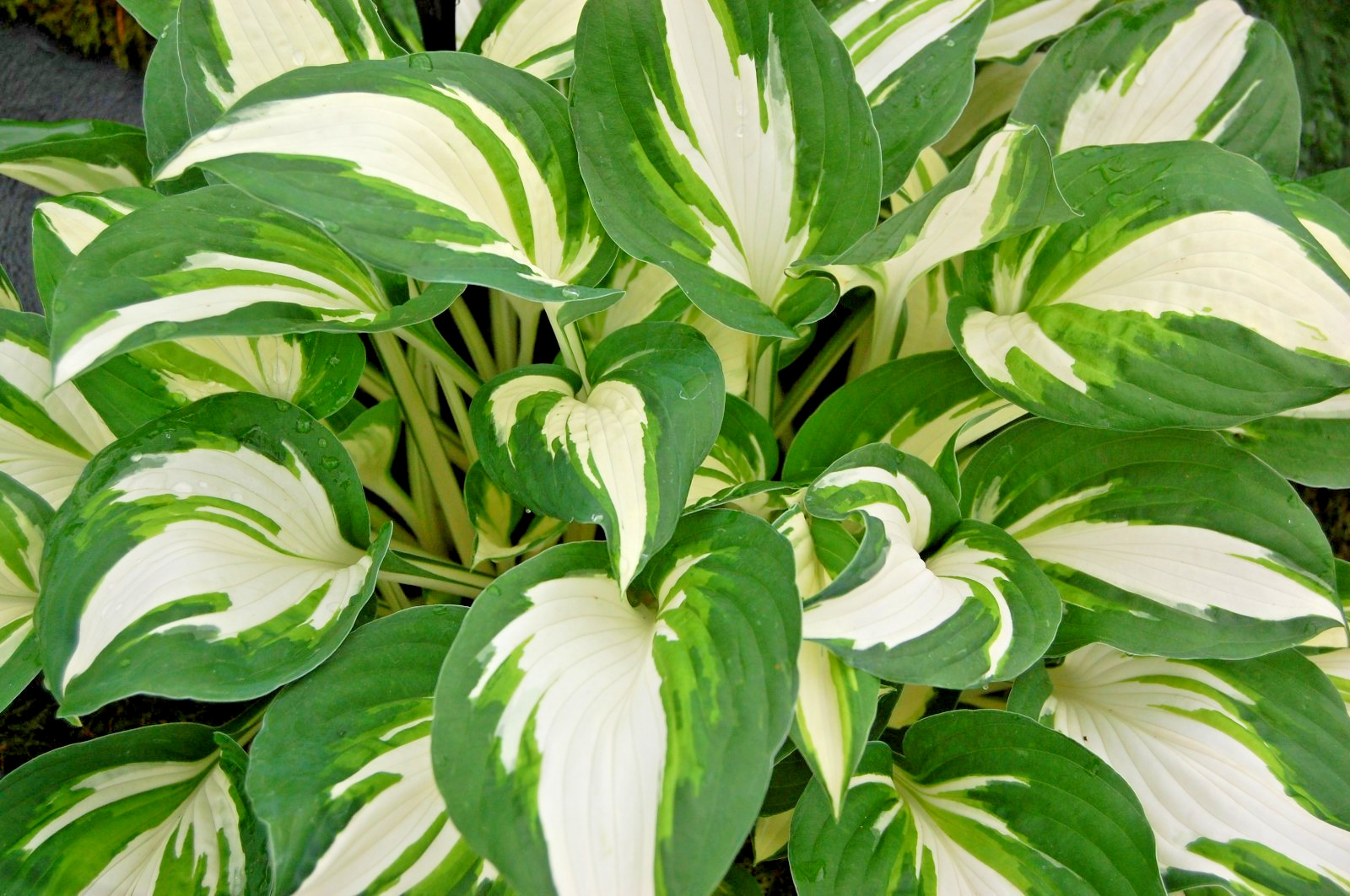 Hosta mix 100 seeds large variety, blue, grey, yellow, large, small, variegated