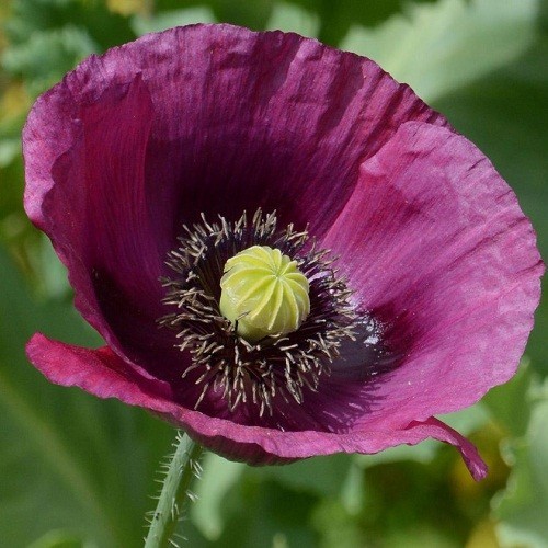 Heirloom Hungarian Blue Breadseed Poppy Seeds | Stratified Papavaer somniferum