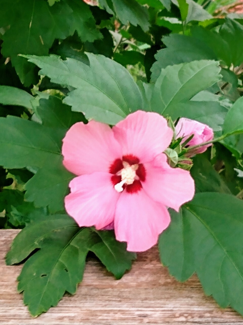 200 White & Pink Rose of Sharon Hibiscus Flower Tree Bush Seeds