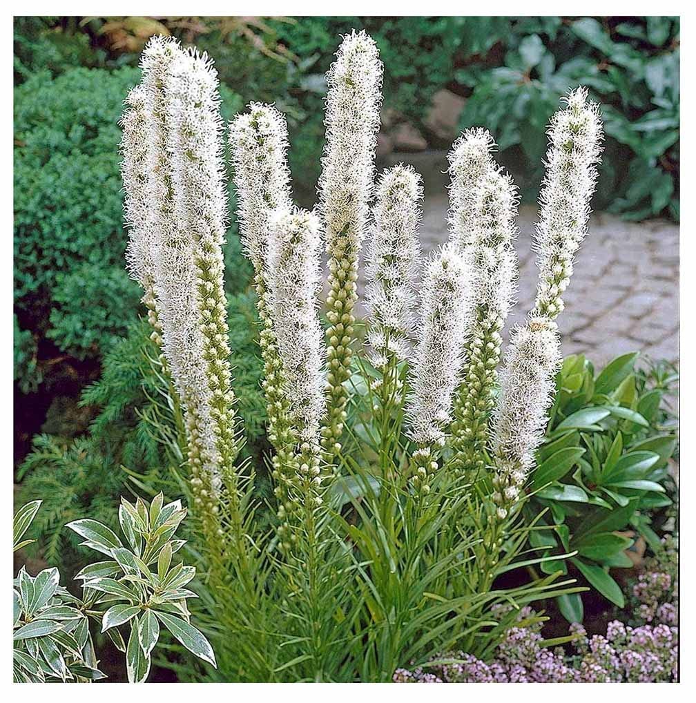 White Liatris Spicata – 5 Bulbs, Blazing Star Plant, Elegant Perennial Liatri…