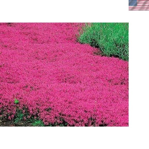 20000+ Red Creeping Thyme Seeds – Hardy Ground Cover for Any Landscape