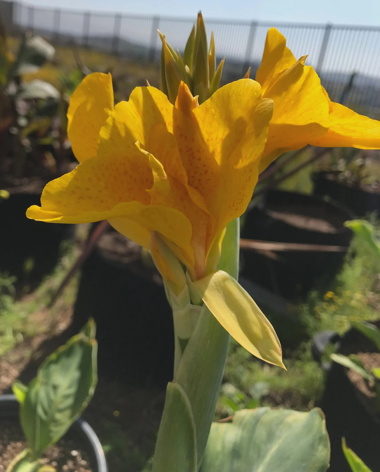 Golden Lucifer Rhizomes: Yellow, Red Speckled Blooms – 3-Rhizomes