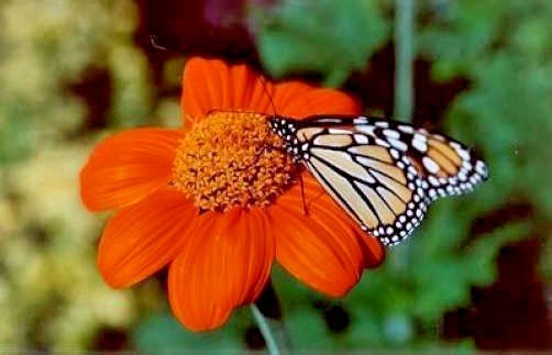 101+MEXICAN SUNFLOWER Seeds Drought Heat Summer Flower Garden Container Easy