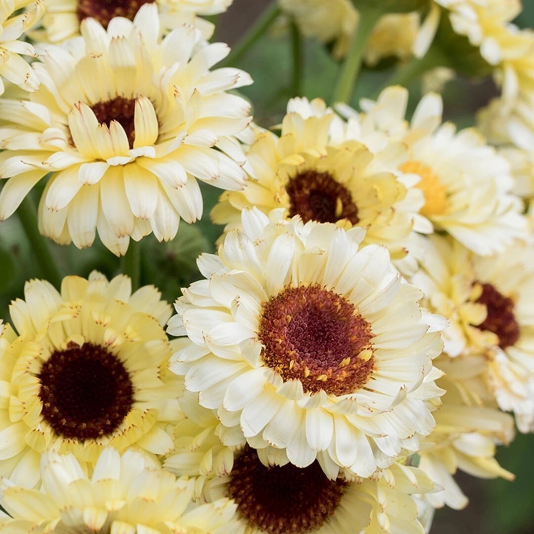40 Calendula Mix seeds