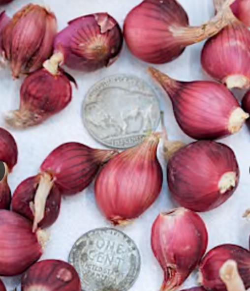HEIRLOOM ONION BULBILS, RED CATAWISSA EGYPTIAN WALKING ONIONS (10 BULBILS)