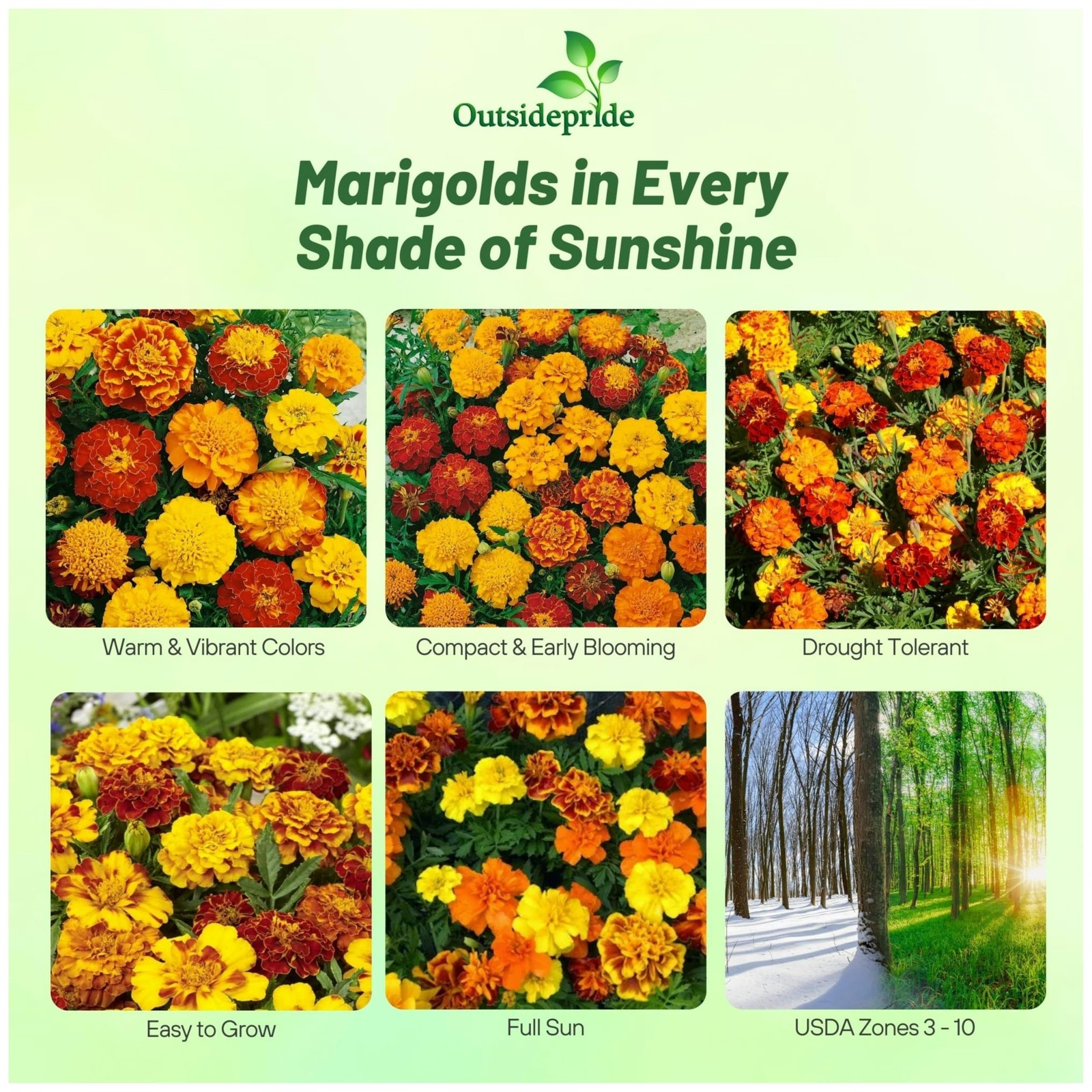 French Marigold Seeds Mix 1000 Pcs Annual, Compact, Heat & Drought Tolerant …