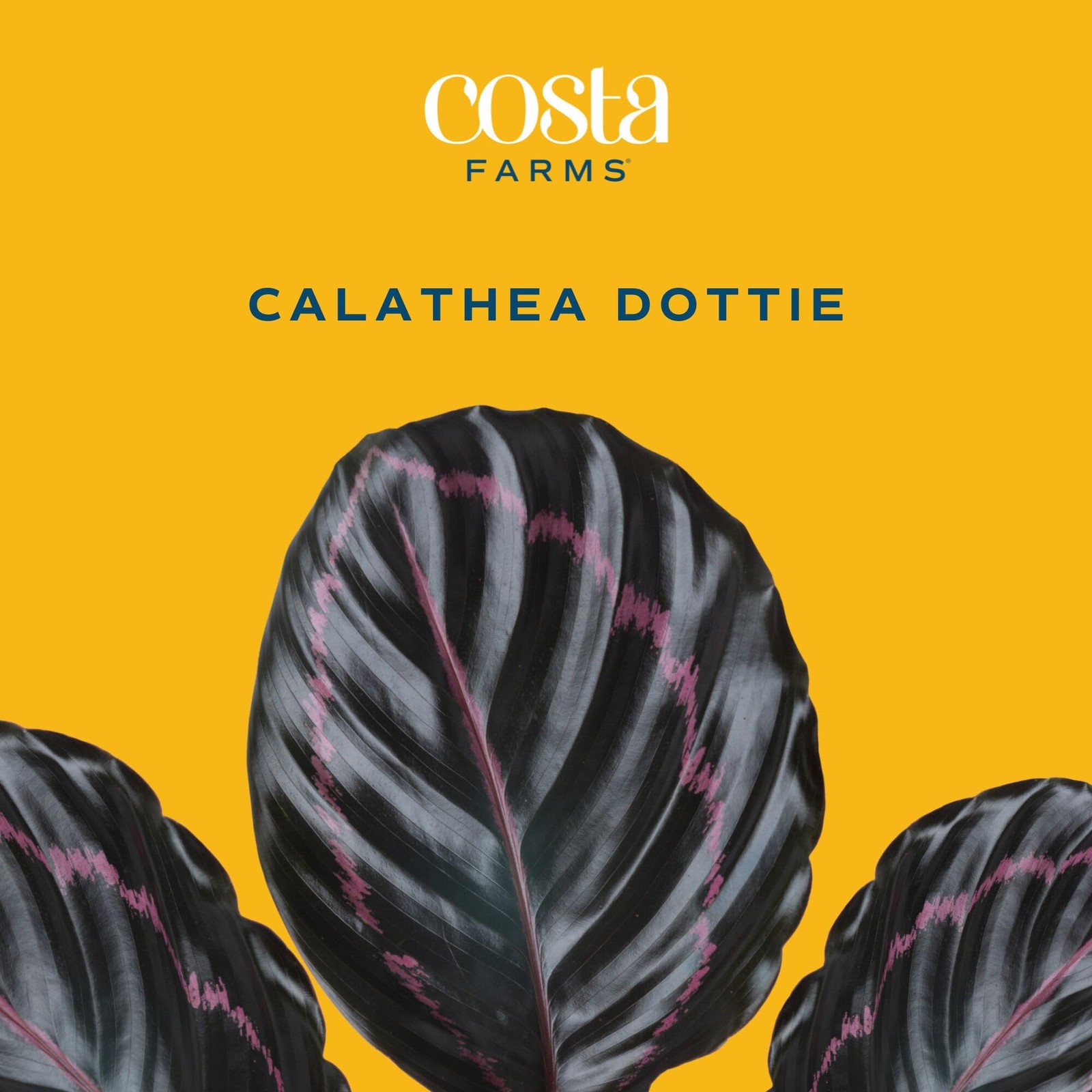 Calathea Dottie Live Plant in Self Watering Pot, Indoor Houseplant, Perfect f…