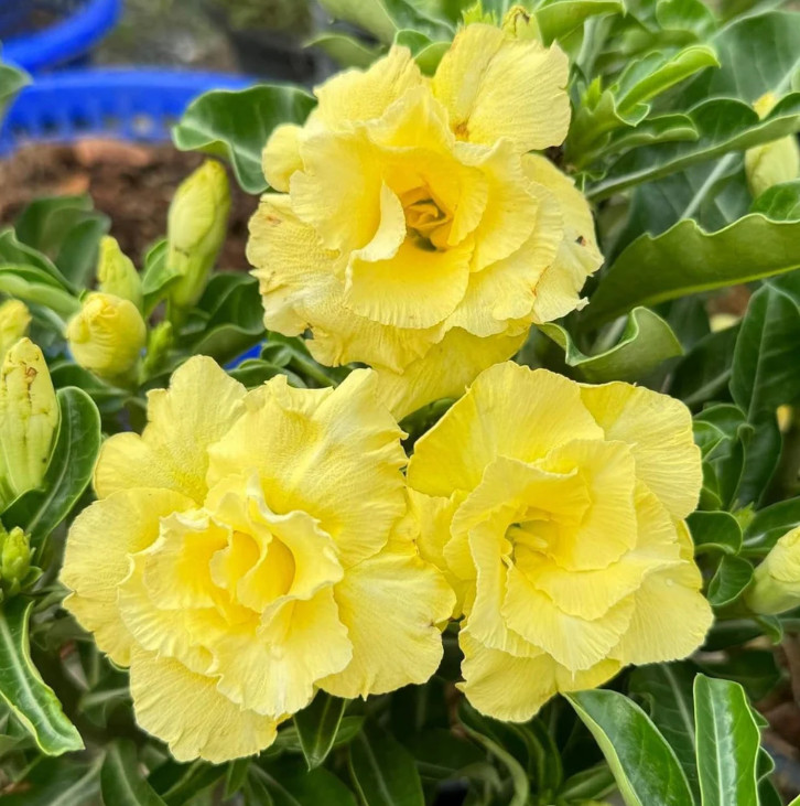 Double Yellow Desert Rose Live Plant – 3-6″ Tall – Adenium Obesum Succulent