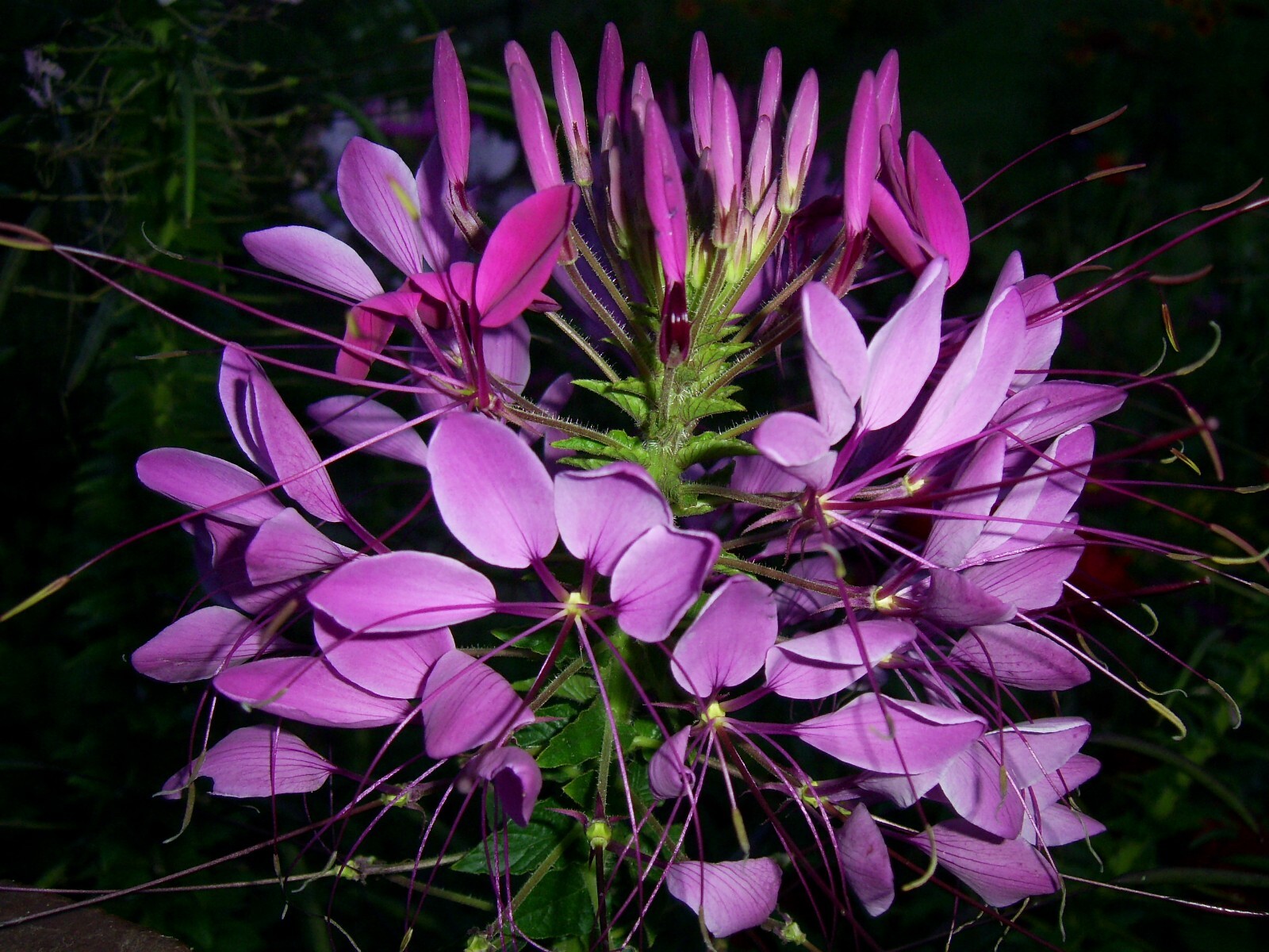 100+ Cleome seeds / Spider Flower, organically grown, harvested 09/2025 FREE S/H