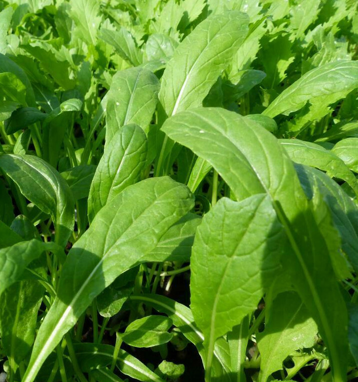 Mibuna Mustard Greens Seeds | みぶな Japonica Dento Yasai Mizuna Japanese Seed 2024