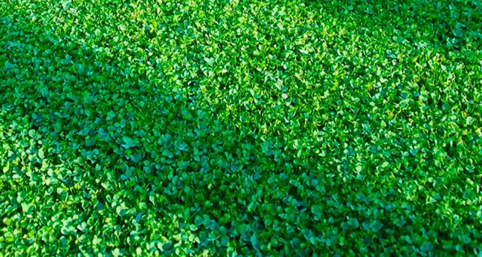 Microclover 500 Seeds Clover Seeds/Ground Cover BUY 4 GET FREE SHIPPING!!!