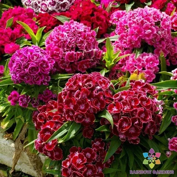 200+ Pinocchio Mix Carnation Seeds for Garden Planting – USA – FREE SHIPPING!