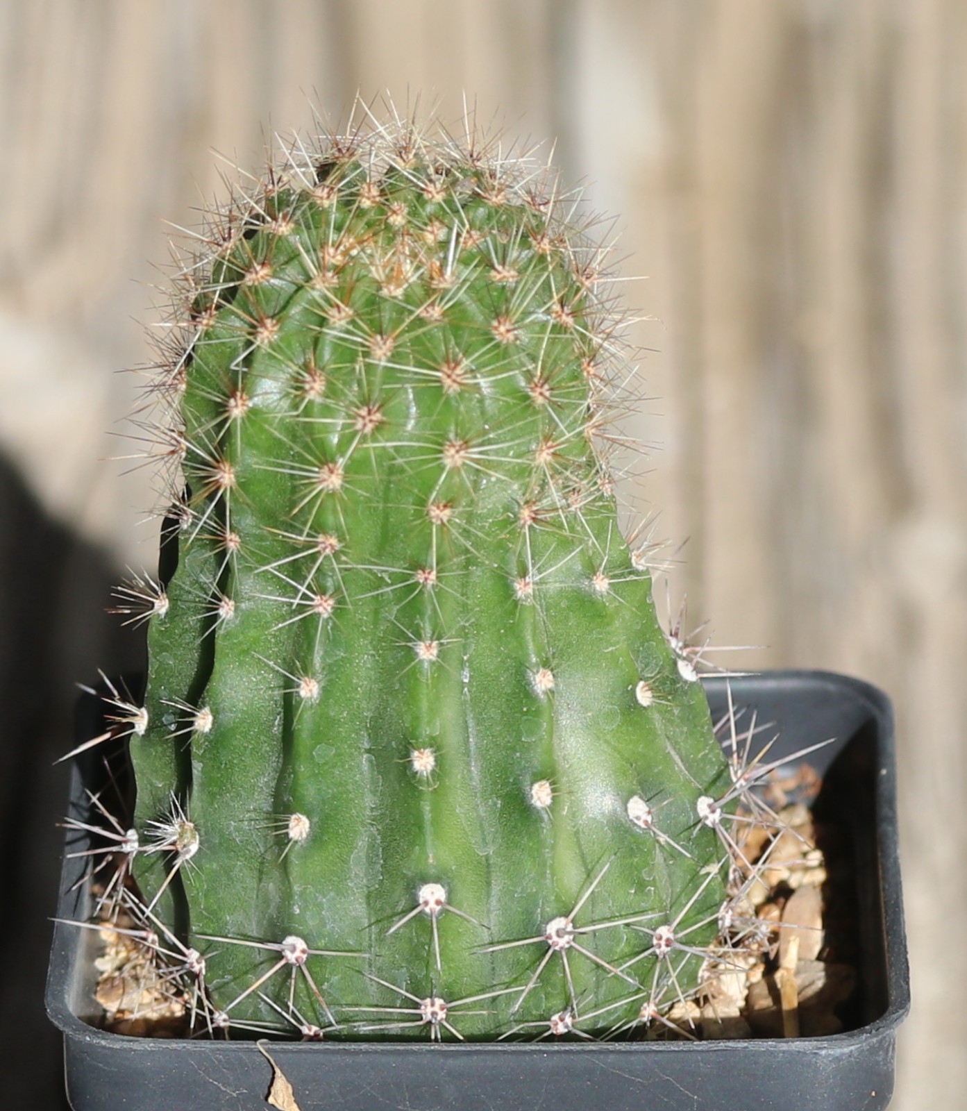 Echinopsis hybrid ‘Orange Glory’