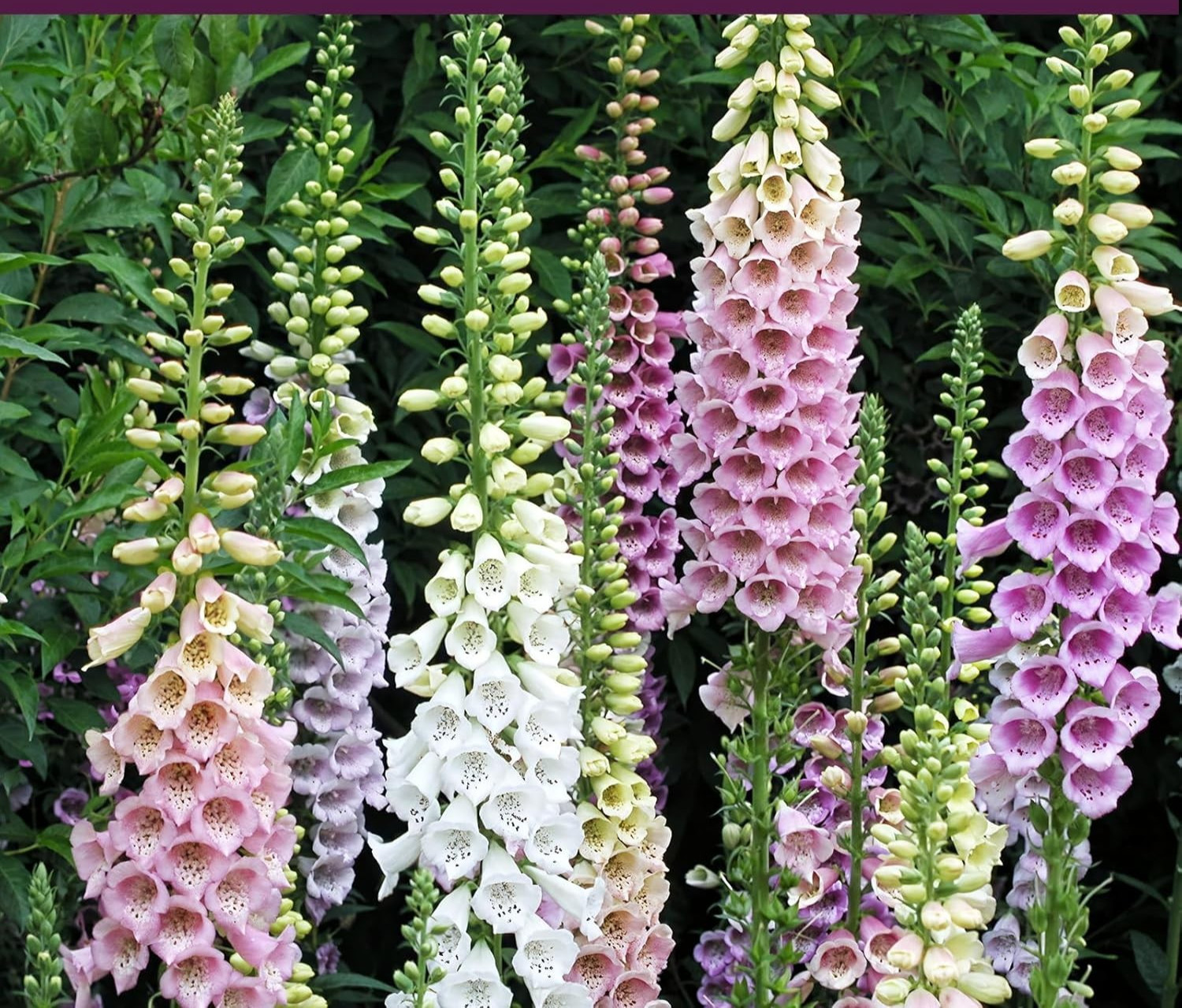 FOXGLOVE SEEDS MULTICOLOR~POLLINATOR~SEL SOW~PERENNIAL~NON GMO